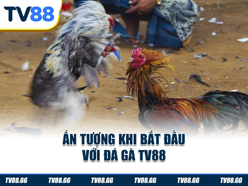 Ấn tượng khi bắt đầu với đá gà TV88