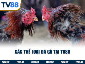 Các thể loại đá gà tại TV88