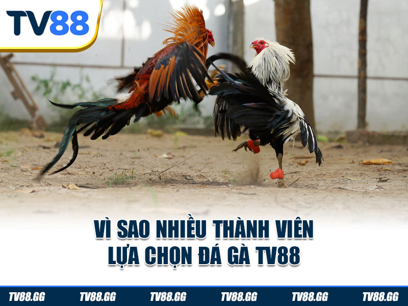 Vì sao nhiều thành viên lựa chọn đá gà TV88